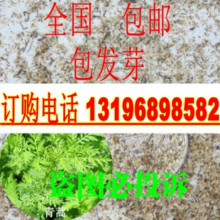 青蒿种子  白蒿草青蒿素香蒿草蒿 黄花蒿邪蒿 茵陈蒿种子包邮