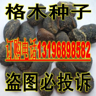 新采集的格木种子 实拍 铁木种子 铁黎木种子 东京木种子
