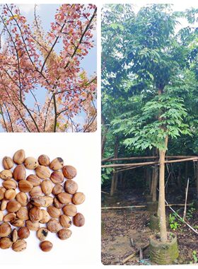 林木种子花旗木种子桃红阵雨树泰国樱花,绒果决明种籽子绿化树种