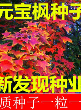 元宝树种子五角枫包邮