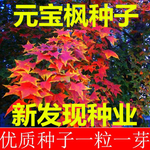 元宝枫种子 华北五角槭 色树元宝树枫香树 五角枫种子包邮免运费