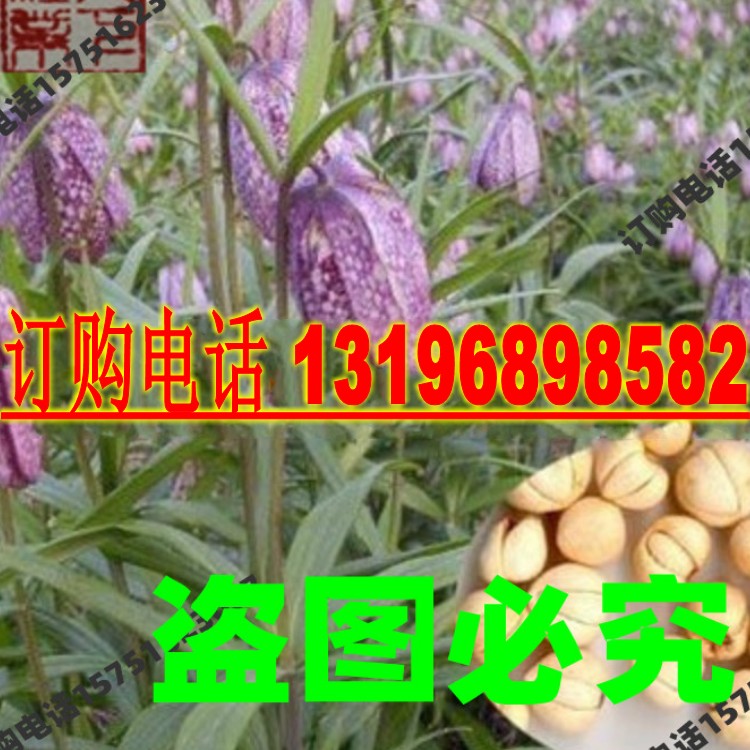 中草药川贝母种子青贝浙贝甘肃贝母籽庭院盆栽平贝种籽岷贝雪山被图片