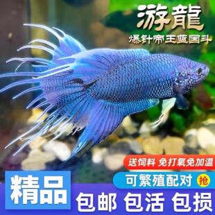 中国斗鱼游龙改良无纹蓝大爆针淡水冷水观赏鱼小型好养免打氧耐活