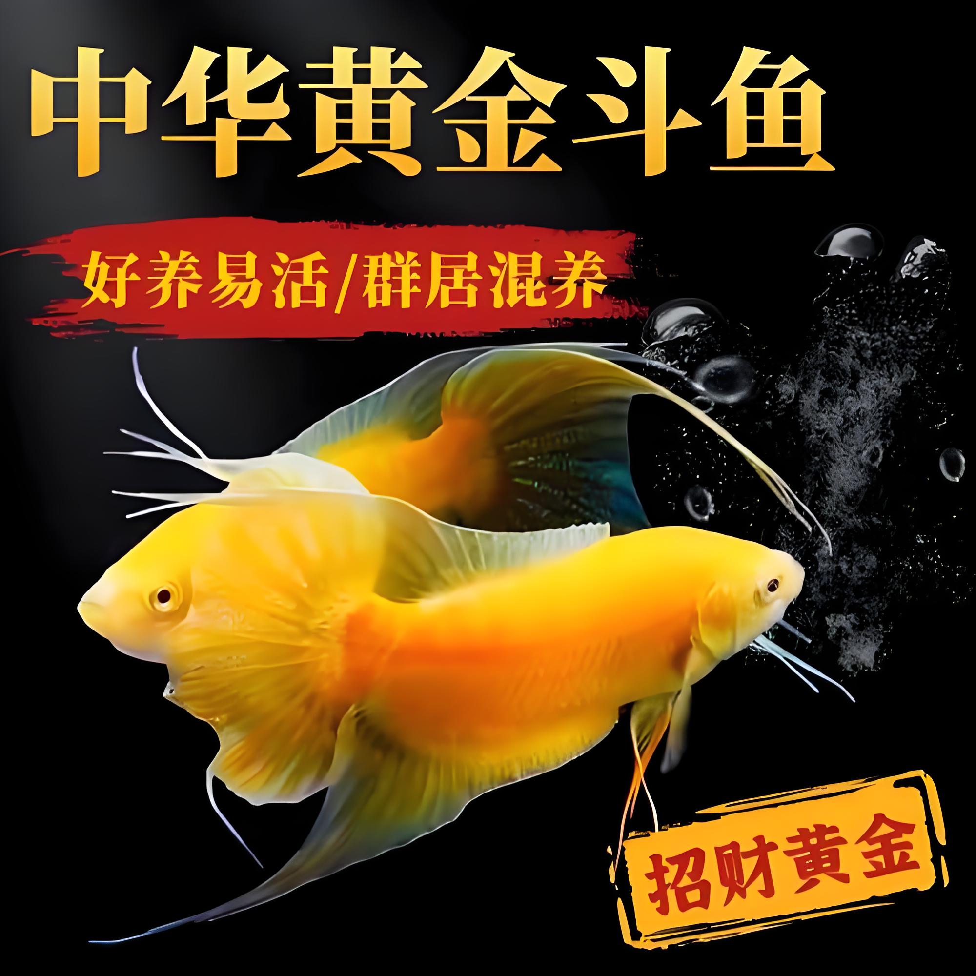 中国斗鱼招财黄金玄黄金斗鱼活体活鱼金鱼好养耐养室内淡水观赏鱼