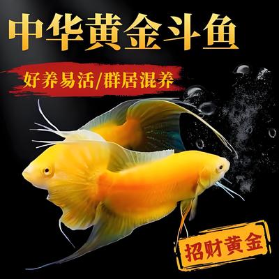 中国斗鱼招财黄金玄黄金斗鱼活体活鱼金鱼好养耐养室内淡水观赏鱼