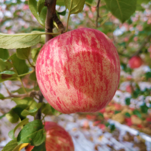 山东省烟台红富士苹果水果10斤脆甜新鲜正宗当季整箱丑栖霞冰糖心