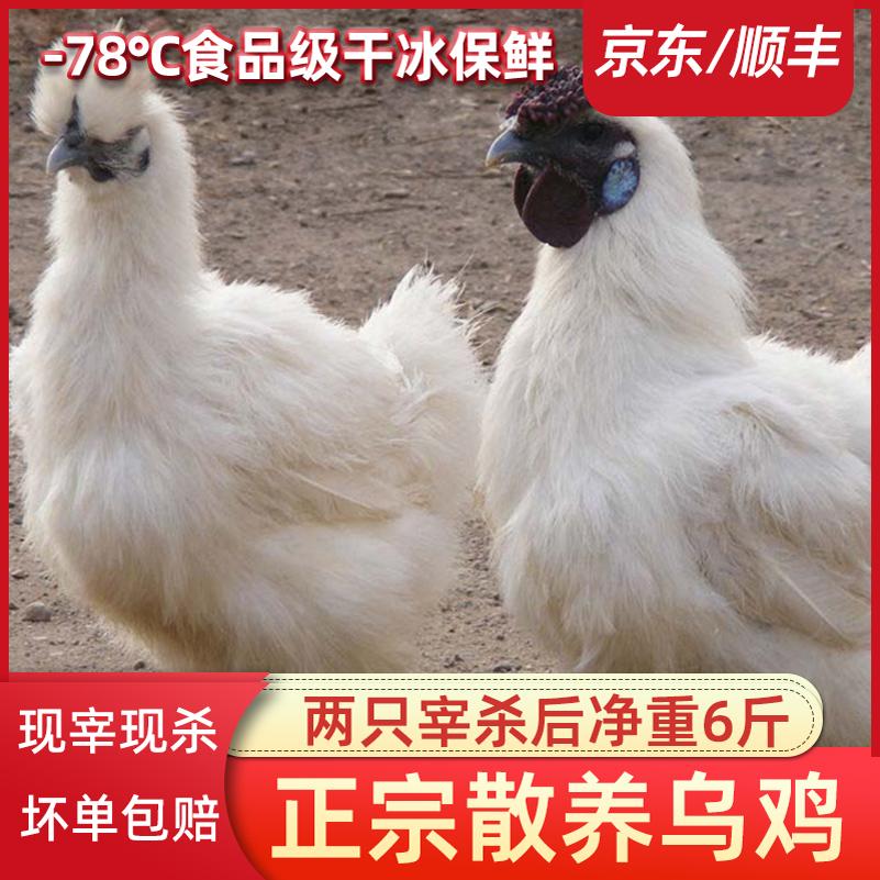 乌骨鸡新鲜现杀整只白凤土鸡散养