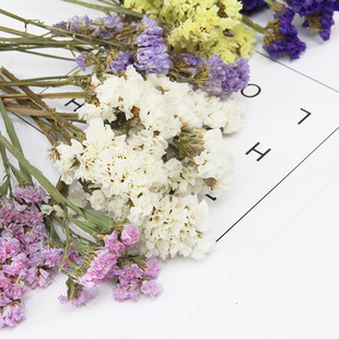 情人草勿忘我DIY香薰蜡烛干花花材香薰蜡片永生干花相框花材散装