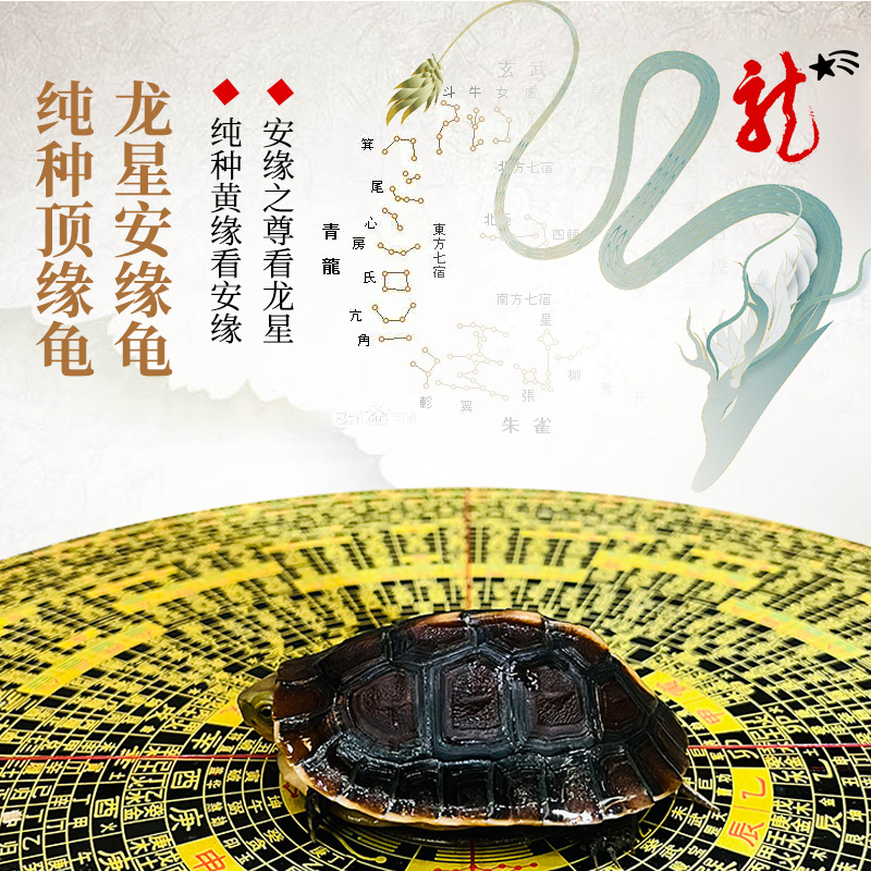 华夏国龟龙星安缘龟万里挑一