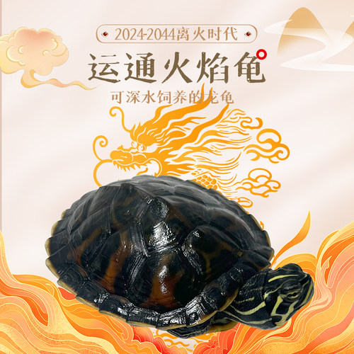 纯种精品运通火焰龟可深水饲养