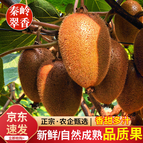 青牛果园陕西翠香猕猴桃纯甜现摘
