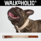 WALKaHOLIC宠物项圈狗狗脖套颈圈加厚中小型犬真皮进口编织可调节