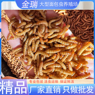 面包虫活活虫体黄粉虫鲜活小虫子八哥鸡饲料鸟食仓鼠蝎子林蛙一斤