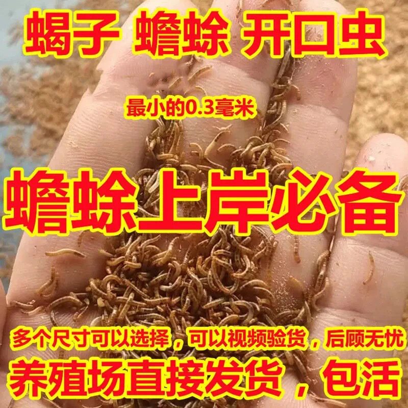 特小面包虫0.3厘米开口虫小虫观赏鱼饲料