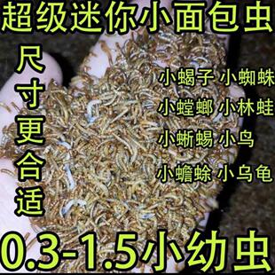 开口虫小面包活虫子0.3厘米0.5厘米1.5cm黄粉虫活体石蛙蝎子蟾蜍