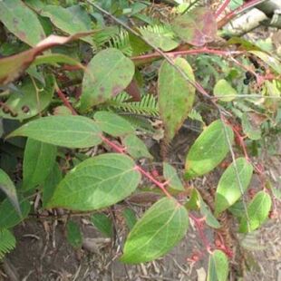 云南生态透骨香中药材滇白珠透骨草全株满山香泡酒泡酒卤料新鲜