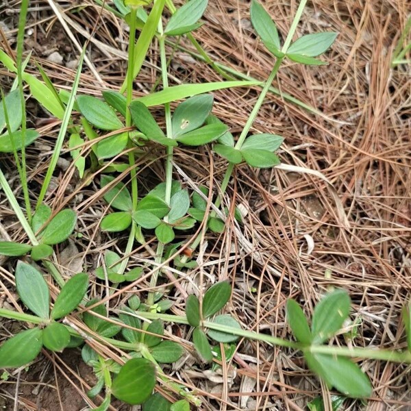龙胆草苦胆草整颗全草无硫鲜货煲汤料散装通用当季