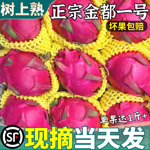 顺丰净重丨树上熟精品红心火龙果