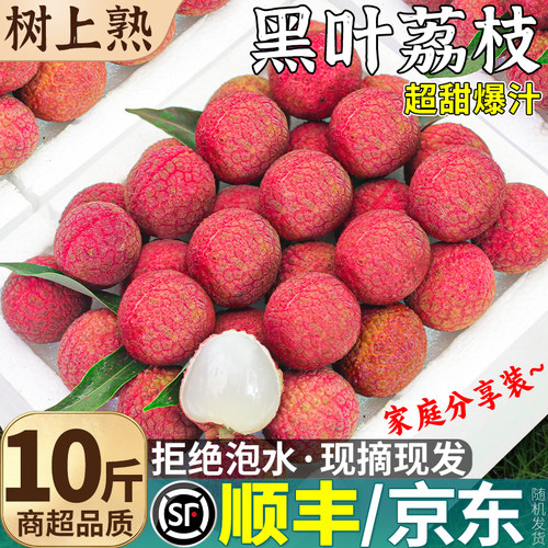 老树果丨10斤黑叶荔枝特大果