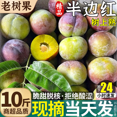 现货|四川茵红李子|脆甜