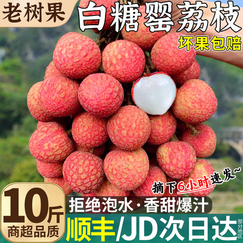 顺丰次日达|10斤大果白糖罂荔枝