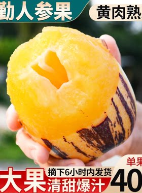 树上熟黄果丨纯甜爆汁丨拒绝白果