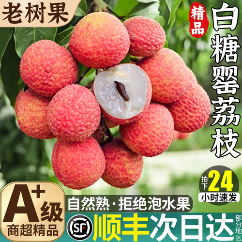 顺丰老树果丨8斤白糖罂荔枝