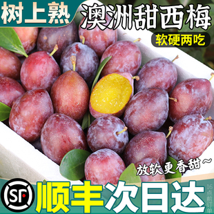 顺丰包邮 澳洲进口西梅5斤李子新鲜水果蜂糖脆特大果当季整箱孕妇