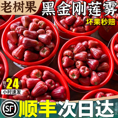 顺丰包邮 5斤海南黑金刚莲雾水果新鲜特大果一级当季整箱现摘现发