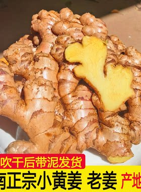 云南新鲜小黄姜罗平产地直发