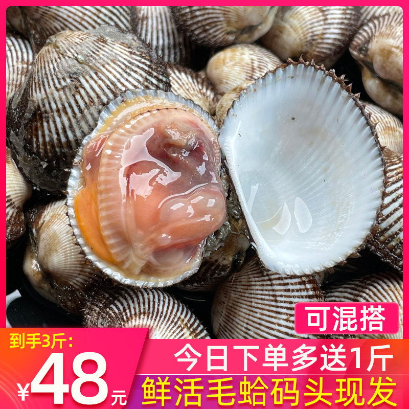 鲜活毛蛤蜊新鲜大蛤蜊现捕现发毛蚶非血蛤鲜活小海鲜贝类水产