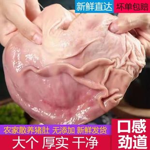 新鲜散养猪肚土猪整只农家肚子特厚干净冷冻大肚生猪猪胃无油批发