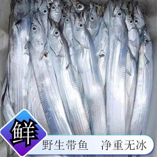 带鱼特大野生海捕整条小眼带鱼新带鱼