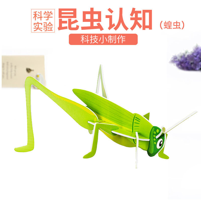 儿童diy昆虫认知 科技小制作益智拼装蝗虫3d模型学生手工实验材料