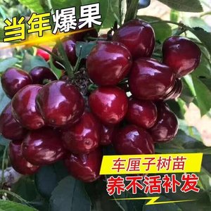 车厘子樱桃树苗黑珍珠砖石之光智力俄8南北方种植水果苗