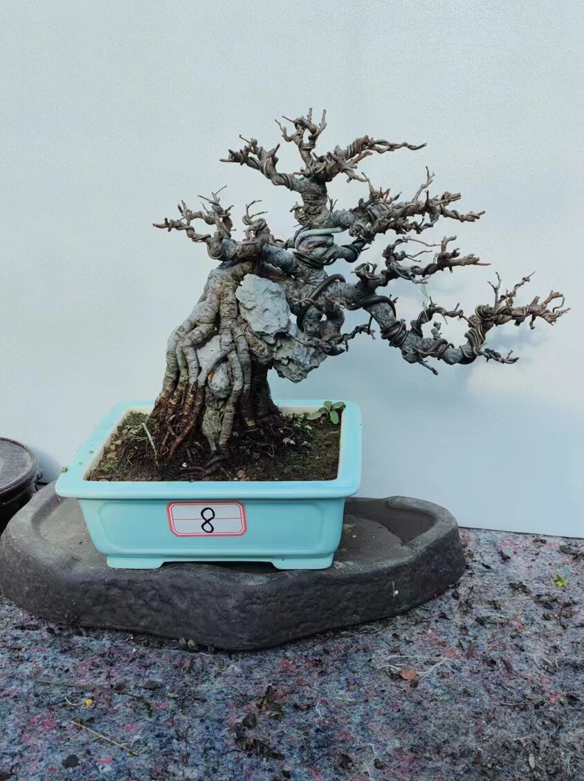 盆景庭院灌木盆景绿植四季