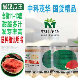 如意瓜王懒汉大西瓜种子抗重茬免整枝打叉懒人西瓜特大西瓜种籽子