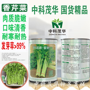 中科茂华西芹小香芹种子 欧诺德星驰 生长快速淡黄亮度高芹菜种子