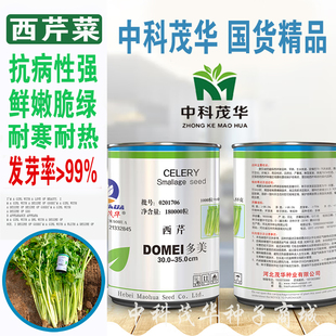 中科茂华多美西芹种子亮度高发芽整齐不易空心两用大芹菜水芹种子