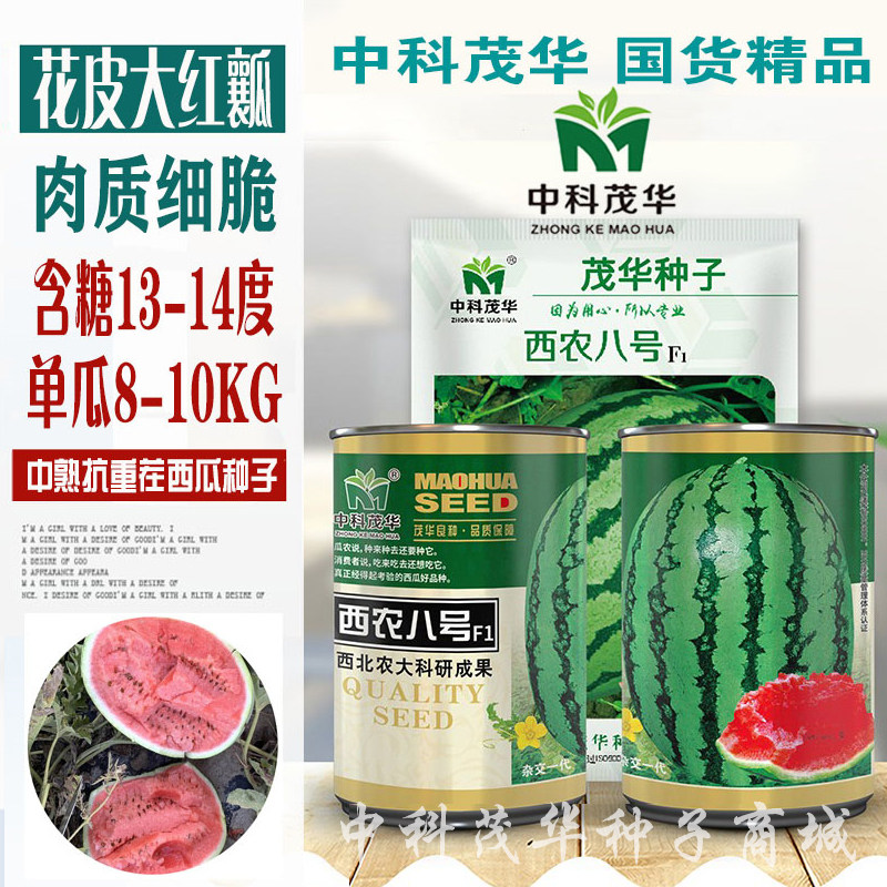 巨型西瓜种籽高产四季中熟特大