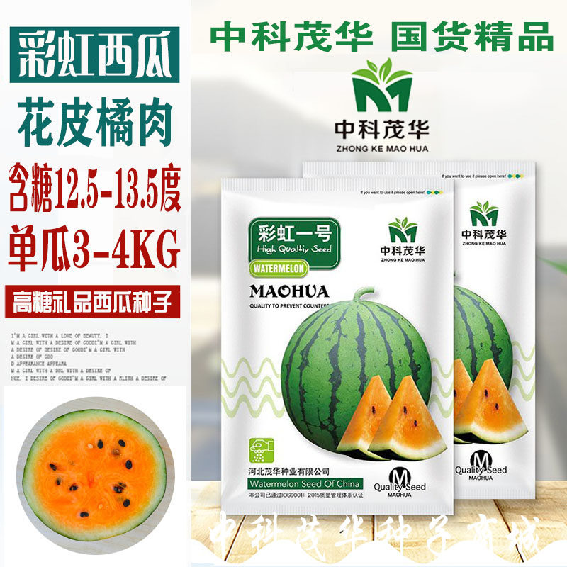 彩虹一号小西瓜种子高产四季礼品花皮橘肉超甜薄皮早熟西瓜种籽孑