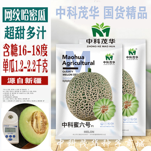 中科蜜六号哈密瓜种子高产四季特大香甜农家新疆网状哈密瓜种籽孑