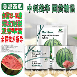 高纯金美都西瓜种子 中早熟高产甜圆形薄皮南汇8424大西瓜种籽孑