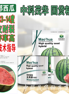 高纯金美都西瓜种子 中早熟高产甜圆形薄皮南汇8424大西瓜种籽孑