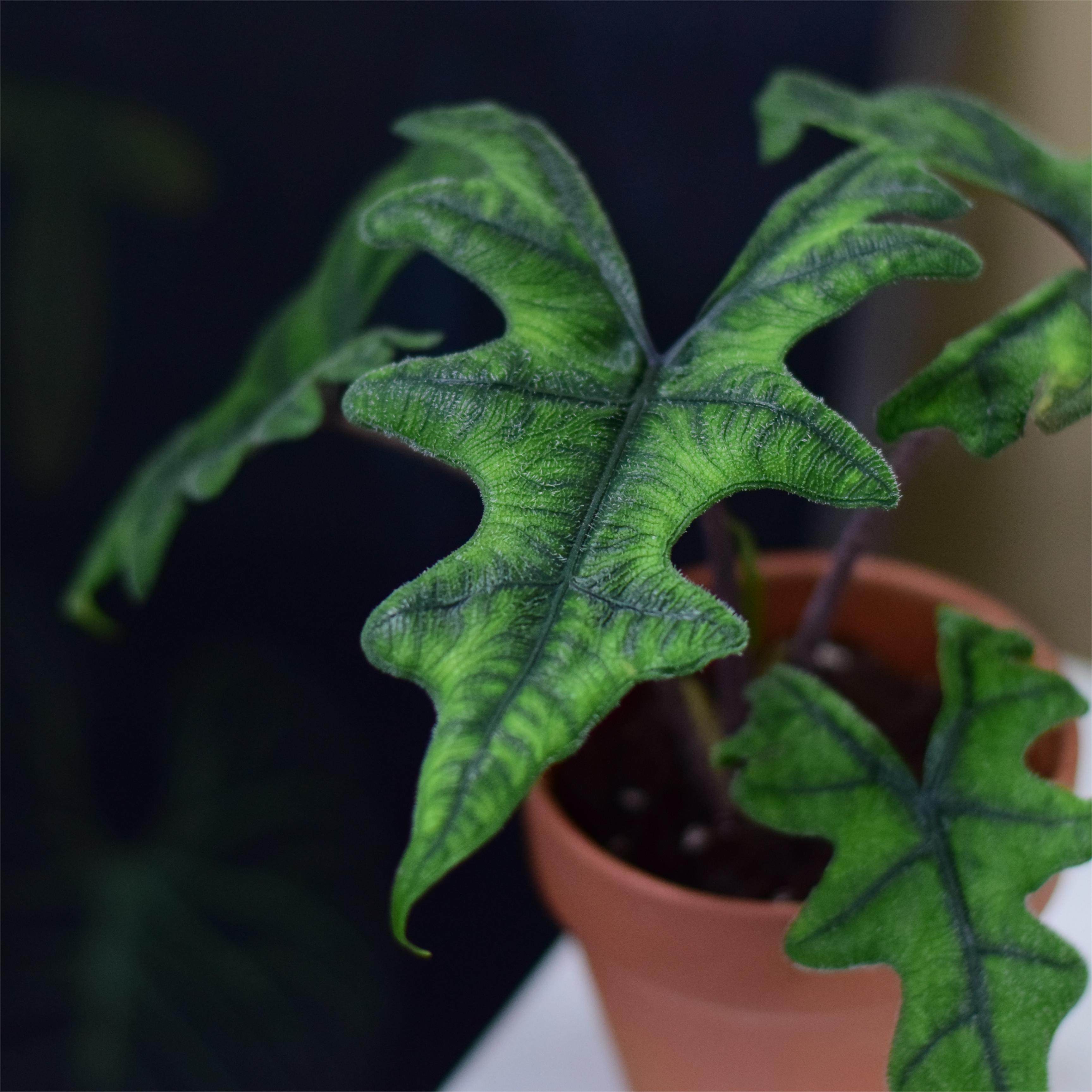 【直播】杰克琳海芋/狭叶杰克林海芋  新奇磨砂质感观叶热植盆栽