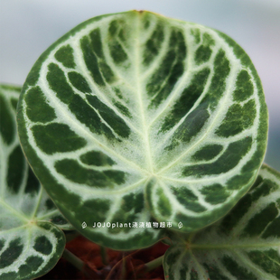 新手好养盆栽 原种进口 浇浇植物 水晶脉观叶热植 铜锣烧花烛