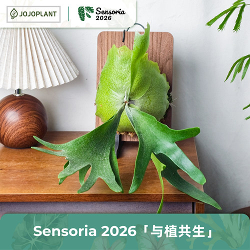 浇浇二岐鹿角蕨原生种挂墙板植