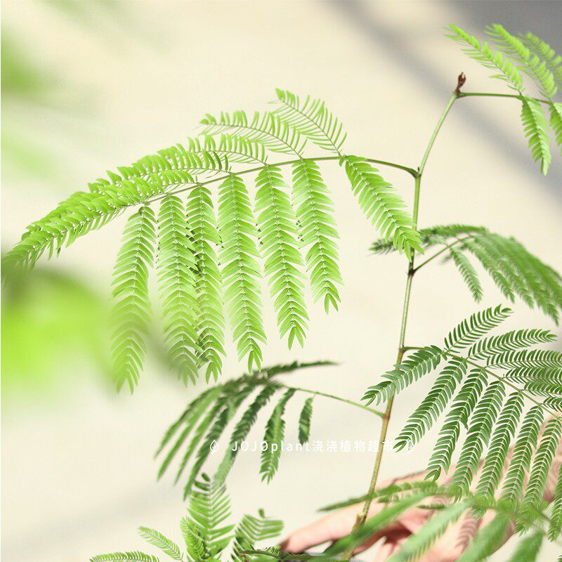 【直播】密叶猴耳环 常绿小乔木耐阴室内好养绿植 浇浇植物超市