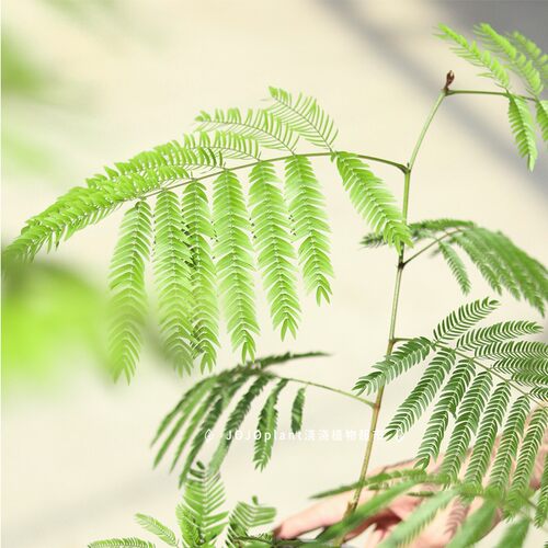 【直播】密叶猴耳环 常绿小乔木耐阴室内好养绿植 浇浇植物超市