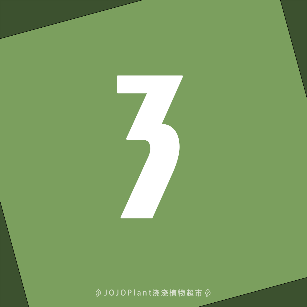 【直播链接3】浇浇植物超市JOJOplant
